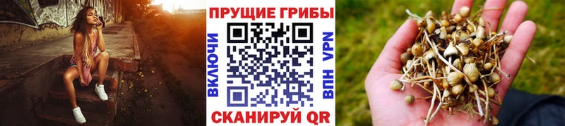 hydra вход  цены наркотик  Чкаловск  Псилоцибиновые грибы Magic Shrooms 